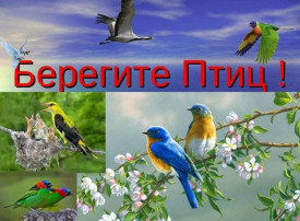 "День птиц" "День птиц".